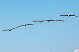 Brown Pelicans Mustang Beach 2022